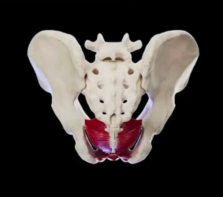 The pelvic floor muscles reactivated