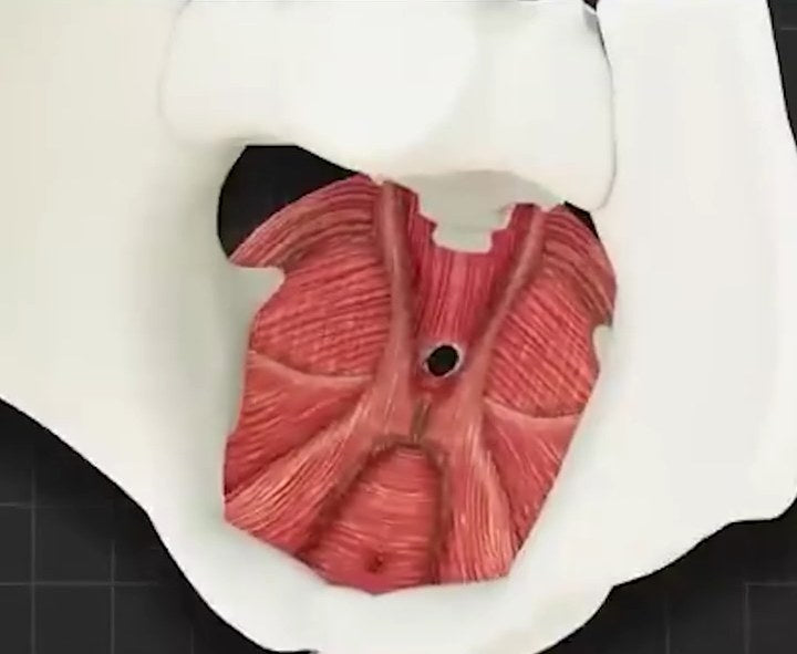 The pelvic floor muscles reactivated